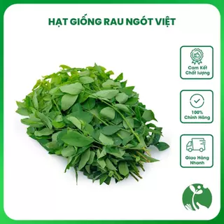 Hạt giống Rau Ngót Việt gói 1 gram (Trồng quanh năm)