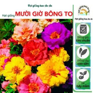 Gói 1000 hạt giống hoa mười giờ kép bông to ( 10h kép bông to)