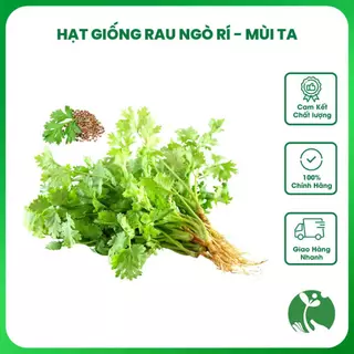 Hạt giống rau Ngò Rí (Mùi ta) gói 20 gram, Trồng quanh năm