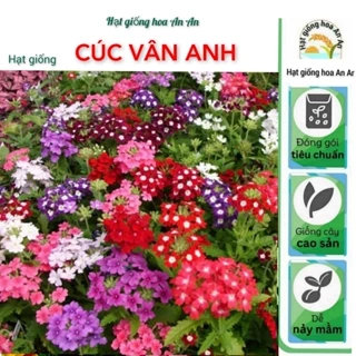 Hạt giống hoa cúc indo ( cúc vân anh ) nhiều màu | Chăm sóc dễ, nhanh hoa