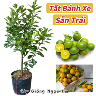 Cây tắc bánh xe/ cây quất đang sẵn quả, dễ trồng siêu trái…