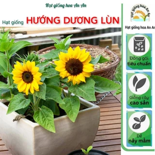 Hạt giống Hoa Hướng Dương Lùn | Tỷ lệ nảy mầm trên 90% | Dễ trông, dễ chăm sóc