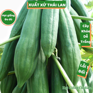 Hạt giống đu đủ Thái Lan thân lùn trái dài ruột đỏ sai quả tỷ lệ hạt giống nảy mầm cao trồng quanh năm Hạt giống Chidida