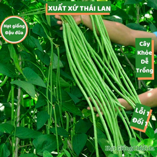 Hạt giống đậu đũa Thái Lan sai trái ngọt năng suất cao hạt giống đậu đũa leo giàn mầm cao dễ trồng Hạt giống Chidida