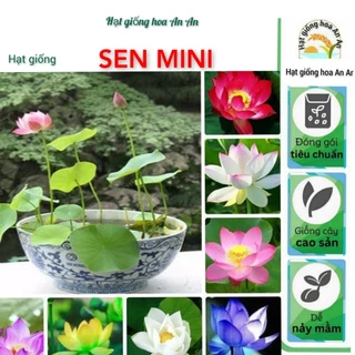 Hạt sen mini nhật | Tỷ lệ nảy mầm trên 90% | Dễ trồng, dễ chăm sóc.