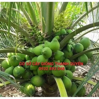 DỪA XIÊM XANH LÙN CHUẨN GIỐNG F1