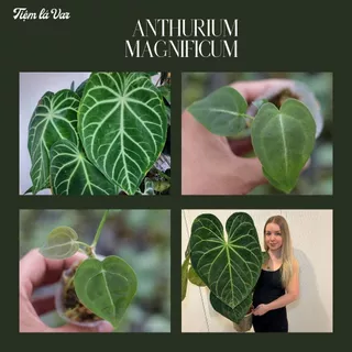 Cây giống Anthurium Magnificum_ Trang trí, decor, văn phòng