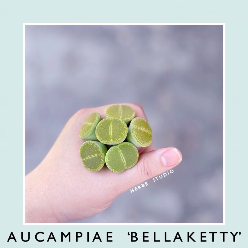 [herbe.studio] Lithops Aucampiae ‘Bellaketty’ - Sen mông, thạch lan size 1,8 - 2,4cm