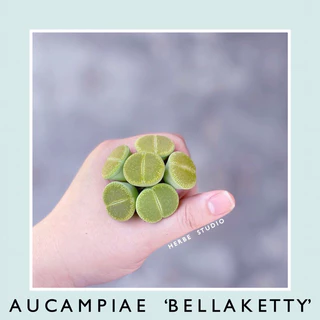 [herbe.studio] Lithops Aucampiae ‘Bellaketty’ - Sen mông, thạch lan size 1,8 - 2,4cm