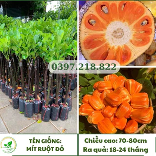 Cây giống Mít Ruột Đỏ sơ vàng, cây ghép nhanh cho trái