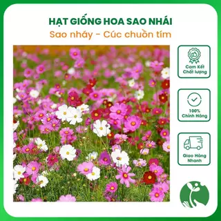 Hạt Giống Hoa Cúc Sao Nhái Mix Màu 50gr/ 100gr