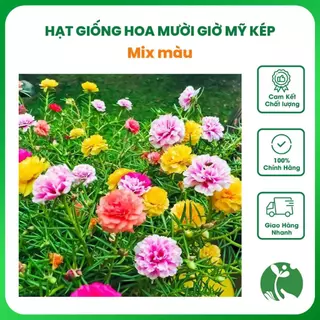 Hạt Giống Hoa Mười Giờ Mỹ Cánh Kép Mix Màu