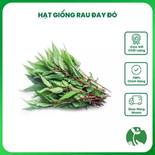 Hạt giống Rau Đay (Rau nhớt) đỏ, gói 10gr, tỉ lệ nảy mầm cao, trồng quanh năm