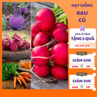 Hạt Giống Rau Củ Dền, Củ Cải 🌱 𝙁𝙍𝙀𝙀 𝙎𝙃𝙄𝙋 🌱 Hạt Giống Rau Củ Cải, Củ Su Hào Dễ trồng