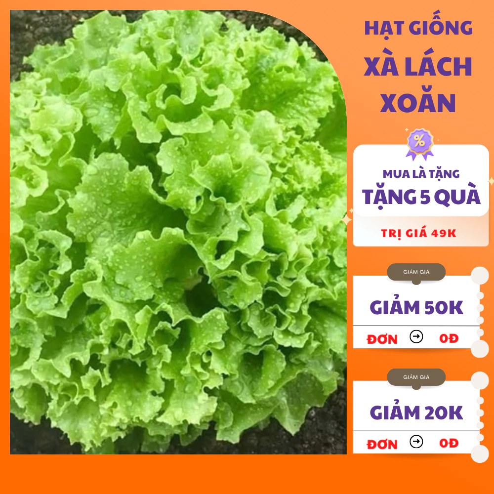 Hạt Giống Rau Xà Lách Xoăn Xanh 🌱 𝙁𝙍𝙀𝙀 𝙎𝙃𝙄𝙋 🌱 Dễ trồng