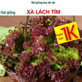 DEAL 1K- 50 Hạt giống rau Xà lách xoăn tím | Hàng chính hãng tỷ lệ nảy mầm cao.