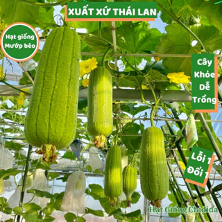 Hạt giống mướp béo Thái Lan thơm ngọt vỏ xanh cây khỏe nhiều trái hạt mướp baby nảy mầm cao dễ trồng Hạt giống Chidida