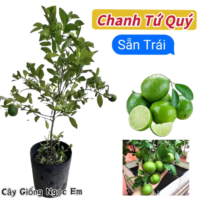 CÂY CHANH LÙN TỨ QUÝ -SIÊU TRÁI cao 85cm, chiết nhánh dễ trồng