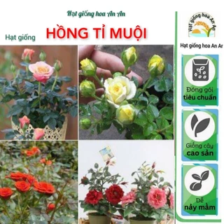 [Gói 10 Hạt] Hạt Giống Hoa Hồng Tỉ Muội Mix Đủ Màu.