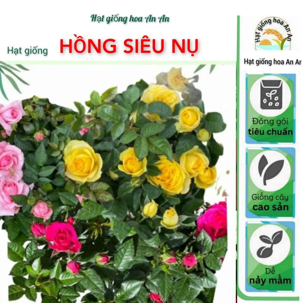 Hạt Giống Hồng Siêu Nụ nhiều màu (Gói 50 hạt)