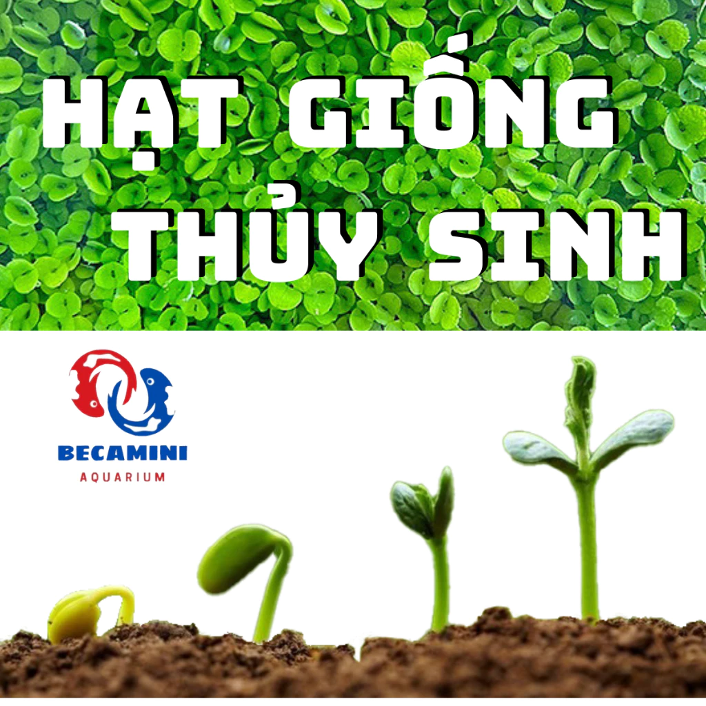 Hạt giống cây thủy sinh