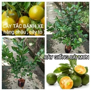 CÂY GIỐNG TẮC BÁNH XE CHẬU ( CÂY LỚN CAO 50-70CM ) / CÂY HẠNH / CÂY QUẤT