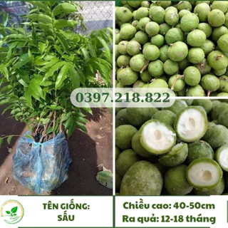 Cây giống Sấu, chua thơm, dễ trồng, nhanh cho quả