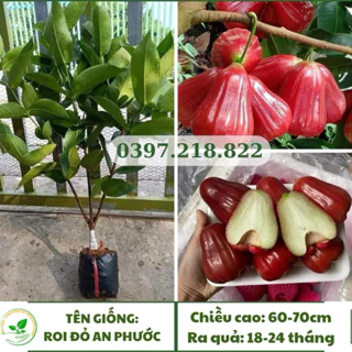 Cây giống Roi Đỏ-Mận Đỏ An Phước đặc ruột, không hạt, giòn ngọt