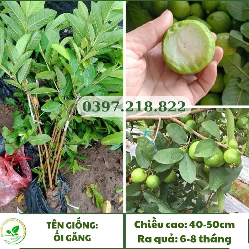 Cây giống Ổi Găng Đông Dư, giòn thơm đặc trưng, năng suất cao