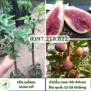 Cây giống Sung Mỹ giống nhập, thơm ngọt, nhiều mật