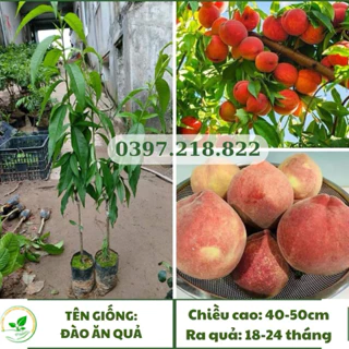 Cây giống Đào Tiên Nhật Bản,năng suất cao, quả to, dễ trồng