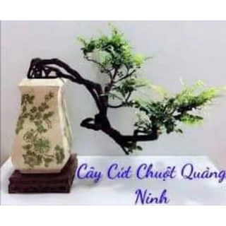 Cây giống tùng đen (Cứt CHuột) Quảng Ninh