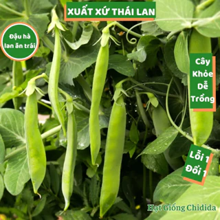 Hạt giống đậu hà lan Thái Lan thu trái nảy mầm cao cây sai quả năng suất cao đậu hà lan dễ trồng Hạt giống Chidida