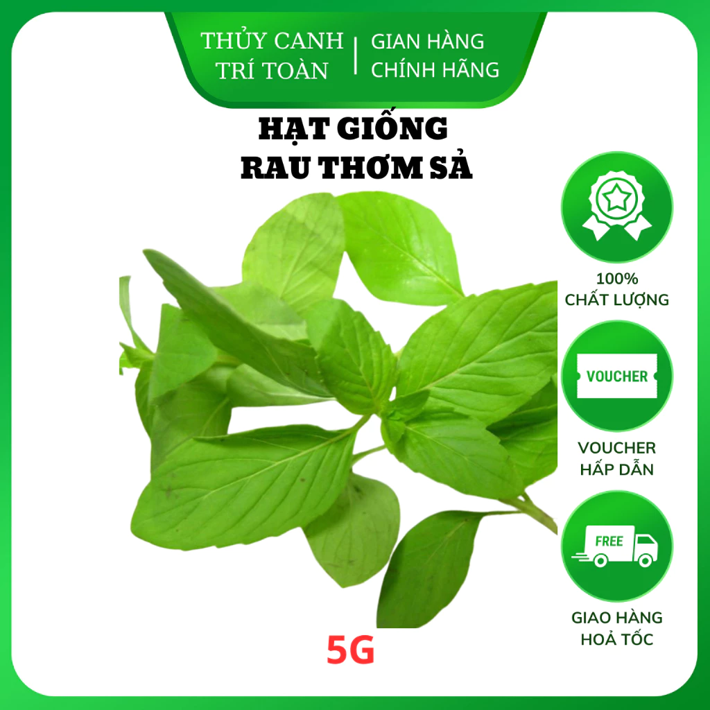 Hạt giống Rau Thơm Sả (É Trắng) (5g) sinh trưởng khỏe, trồng quanh năm - Hạt giống Rạng Đông