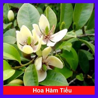 Cây hoa hàm tiếu (cây lớn đang nụ hoa) hoa lan tiêu, cây cho hoa rất thơm