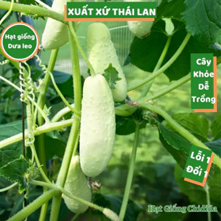 Hạt giống dưa leo Thái Lan dưa chuột baby trắng sai trái quả giòn ngọt cây khỏe chịu nhiệt dễ trồng Hạt giống Chidida