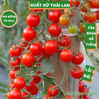 Hạt giống cà chua bi Thái Lan nhiều trái cây khỏe chịu nhiệt giống cà chua leo giàn gói 50 hạt F1 Hạt giống Chidida