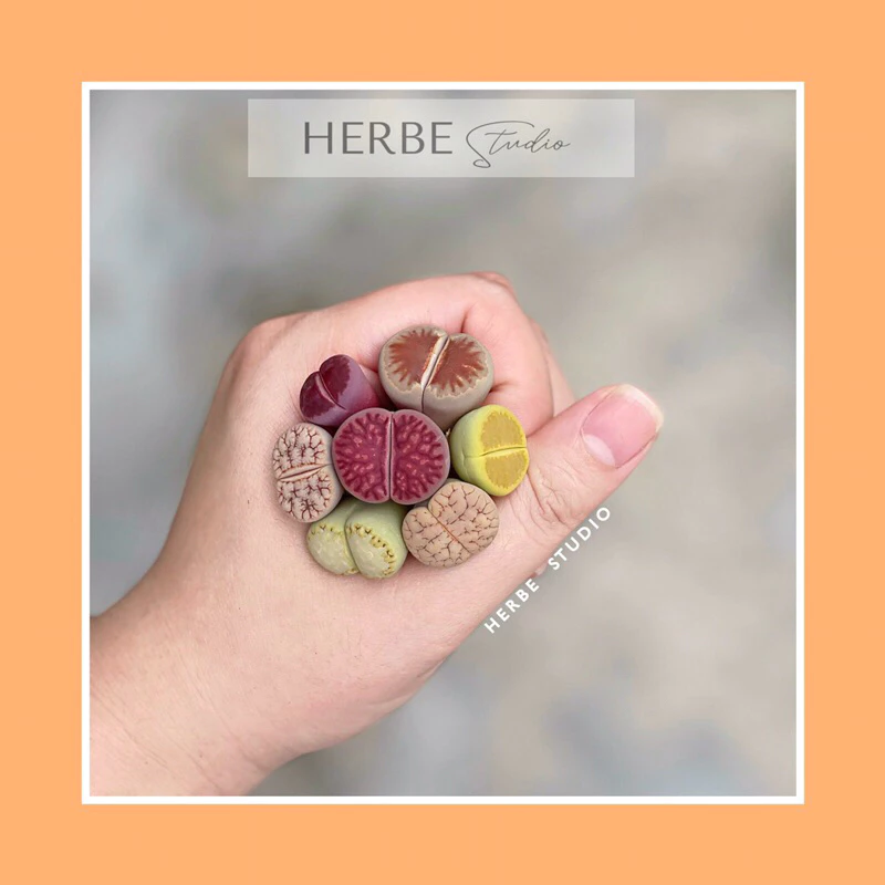 [herbe.studio] Lithops sưu tầm - sen mông, thạch lan các dòng sưu tầm