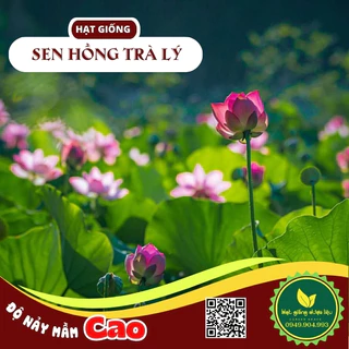 Hạt Giống Hoa Sen đặc sản vùng Trà Lý,Quảng Nam