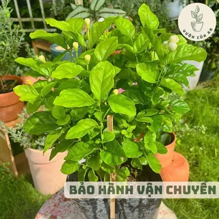 Hoa Lài ta/Lài trà (cao 20cm - 30cm đã có hoa), cây trồng sân vườn, cảnh quan, hoa nở quanh năm, vườn của an