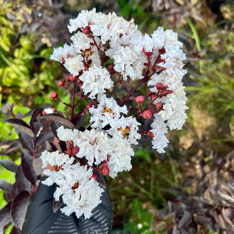 Cây tường vi bạch long lá đỏ hoa trắng đang hoa cao 70-80cm