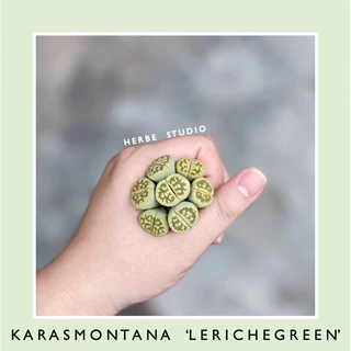 [herbe.studio] Lithops Karasmontana ‘Lerichegreen’ - Sen mông, thạch lan màu xanh