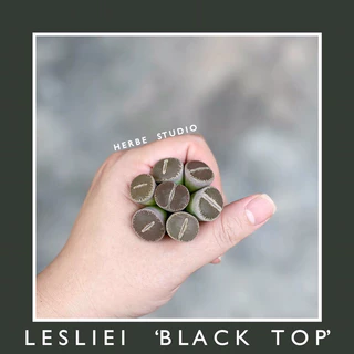 [herbe.studio] Lithops Lesliei ‘Black Top’ - Sen mông, thạch lan > 1,7cm