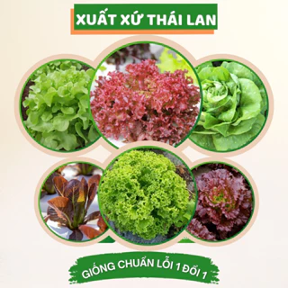 Hạt giống xà lách Thái Lan nảy mầm cao chịu hạn tốt giống xà lách chuẩn dễ trồng nhanh thu hoạch Hạt giống Chidida