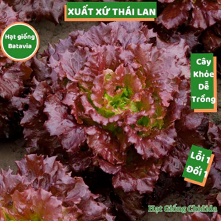 Hạt giống xà lách Batavia đỏ Thái Lan nảy mầm cao chịu nhiệt tốt rau xà lách rất dễ trồng Hạt giống Chidida