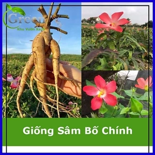 Cây giống sâm bố chính (dược liệu)