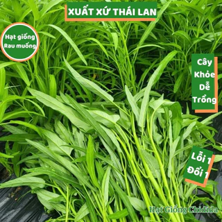 Hạt giống rau muống lá tre Thái Lan chịu hạn tốt sinh trưởng khỏe phát triển nhanh rau muống dễ trồng Hạt giống Chidida