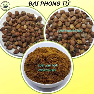 Đại Phong Tử, túi 100gr nguyên hạt  hoặc đã xay bột.