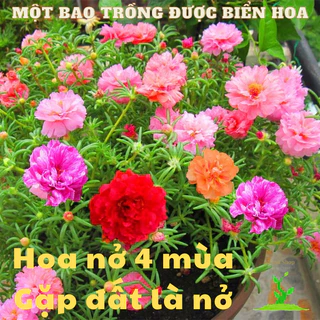 (1000 hạt) Hạt giống hoa 10 giờ kép nhiều màu 4 mùa