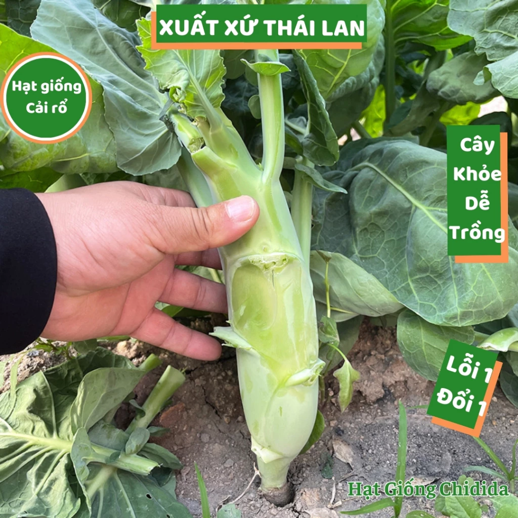 Hạt giống cải rổ Thái Lan cải làn nhiều dinh dưỡng chịu nhiệt tốt rau cải dễ chăm sóc trồng quanh năm Hạt giống Chidida
